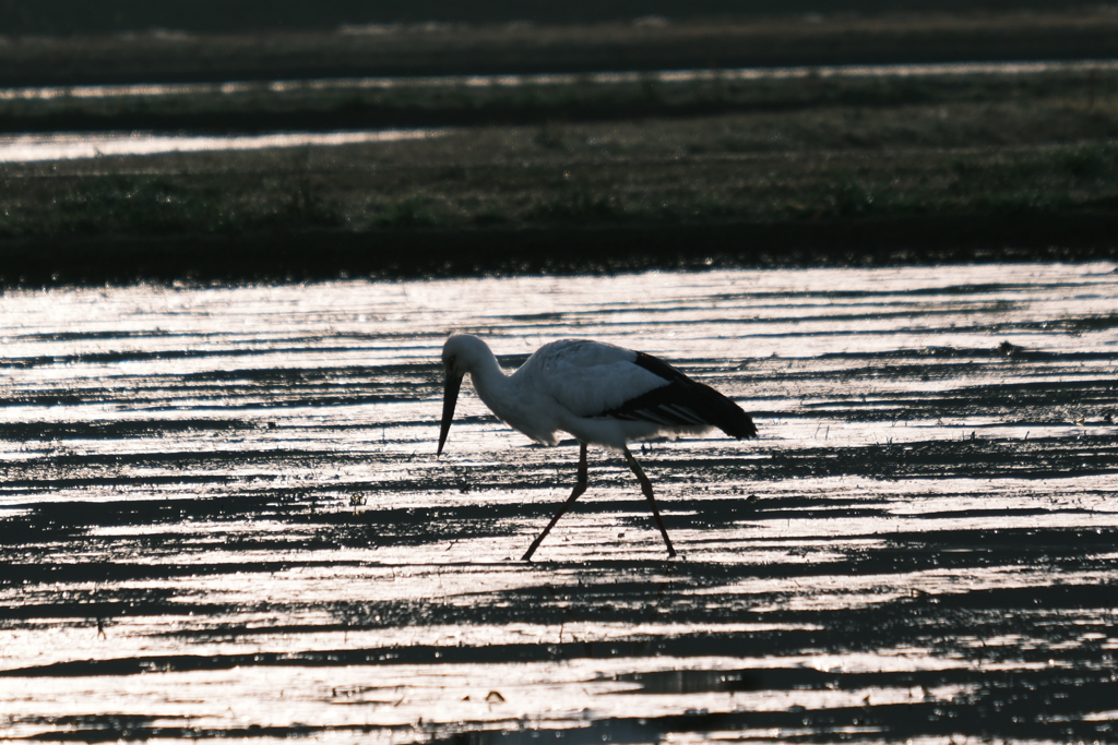 夕景のコウノトリ