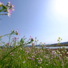 円山川のハマダイコン