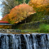 堀端の紅葉