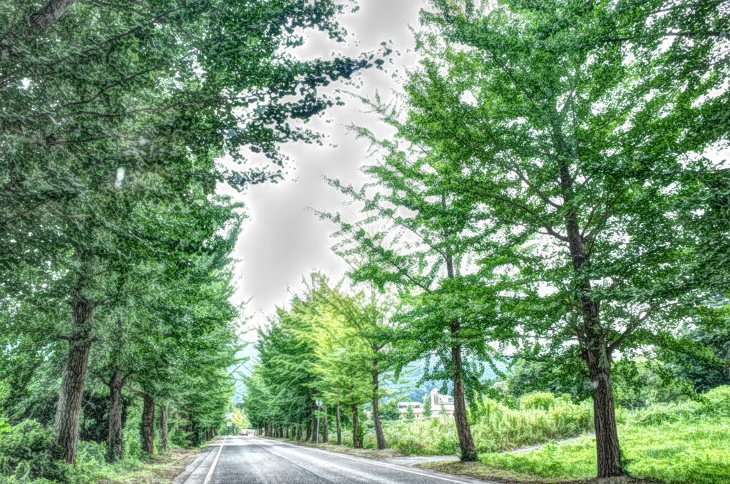 高原の道