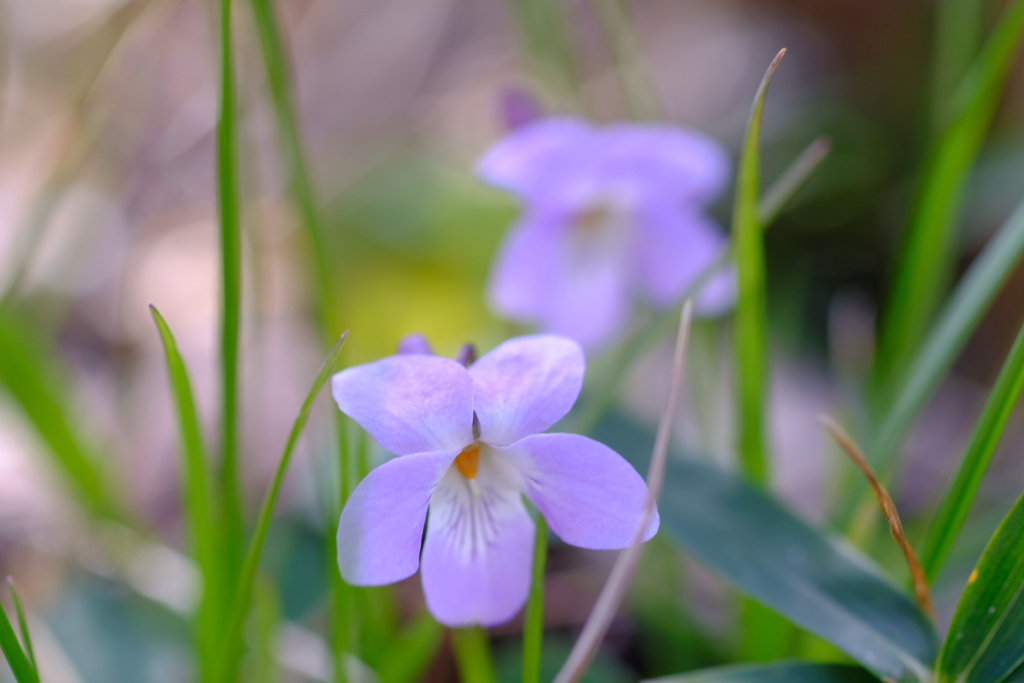 スミレの花が