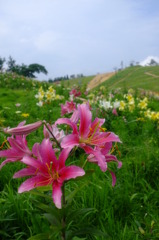 箱館山ゆり園