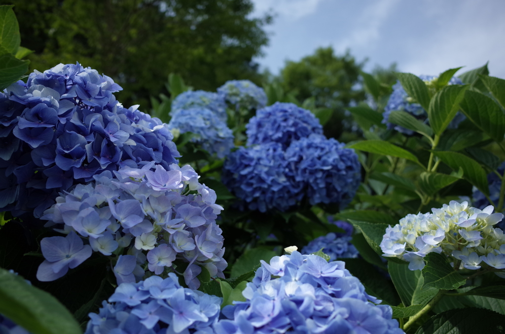 紫陽花