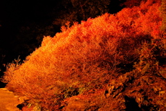 燃える