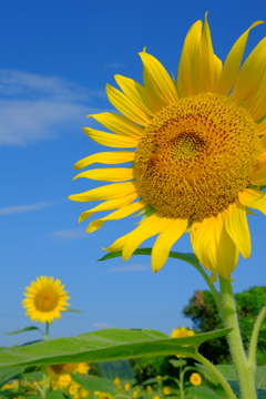 夏色の花