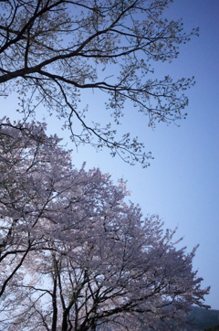 桜1