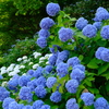 DSCF9239