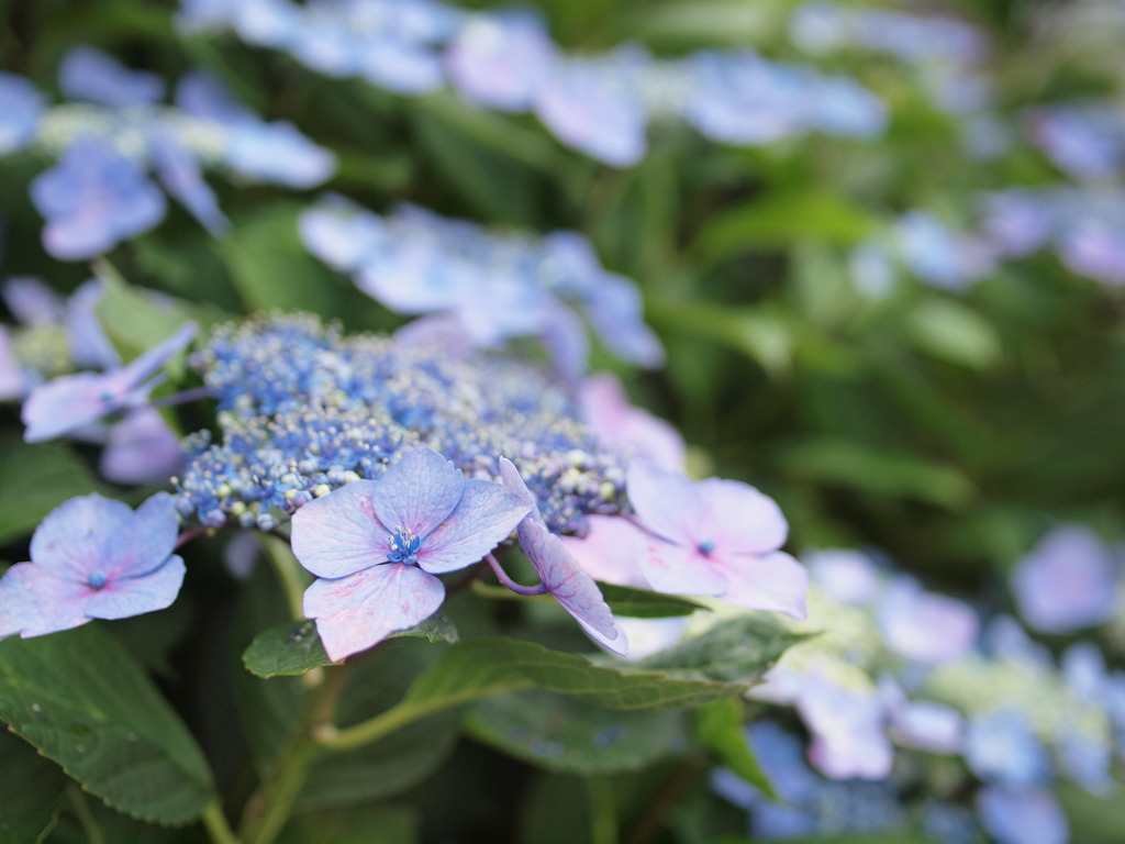 紫陽花