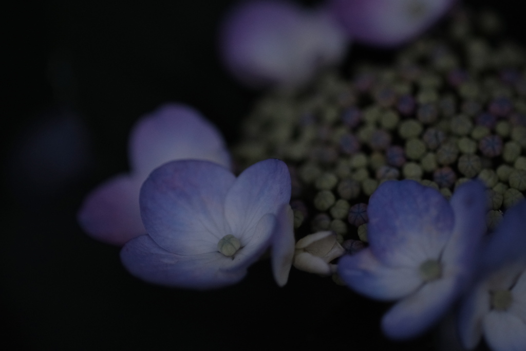 紫陽花