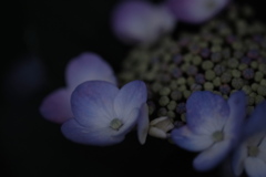 紫陽花