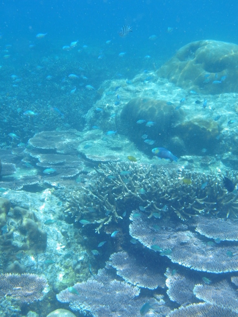 サンゴ礁と魚たち