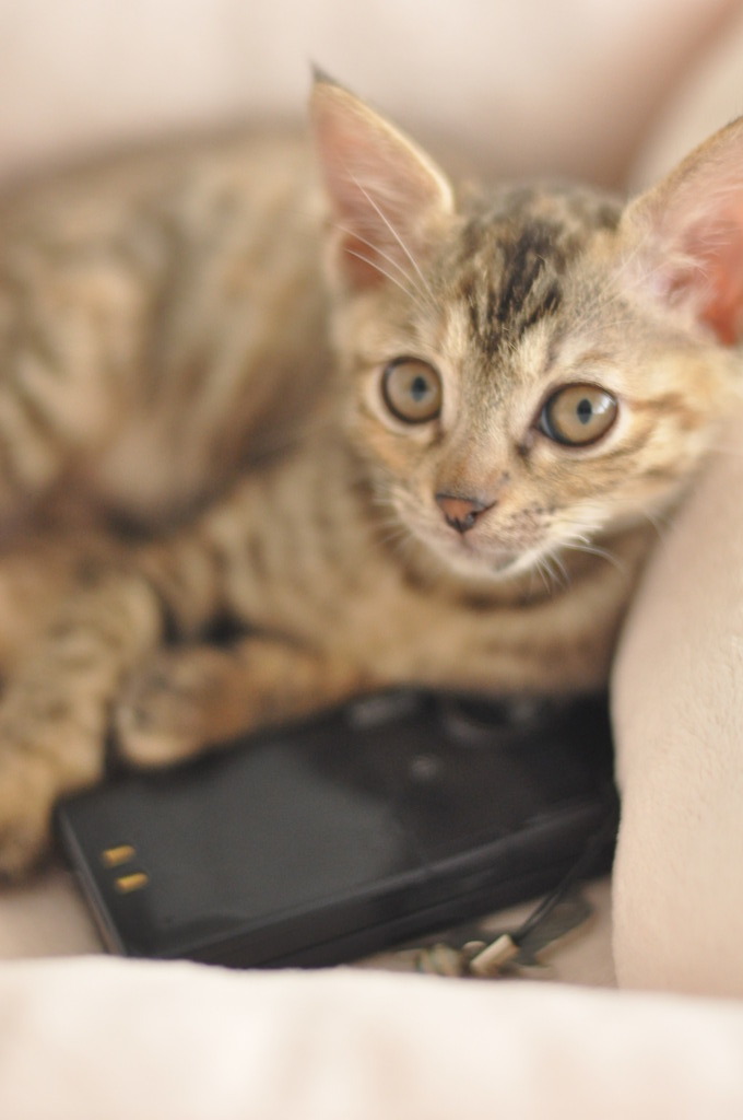 子猫と携帯電話
