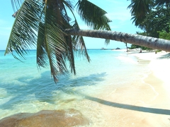 海に向かって伸びる椰子の木