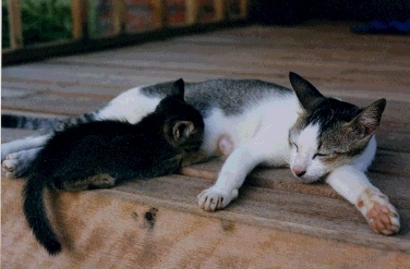 南の島の猫