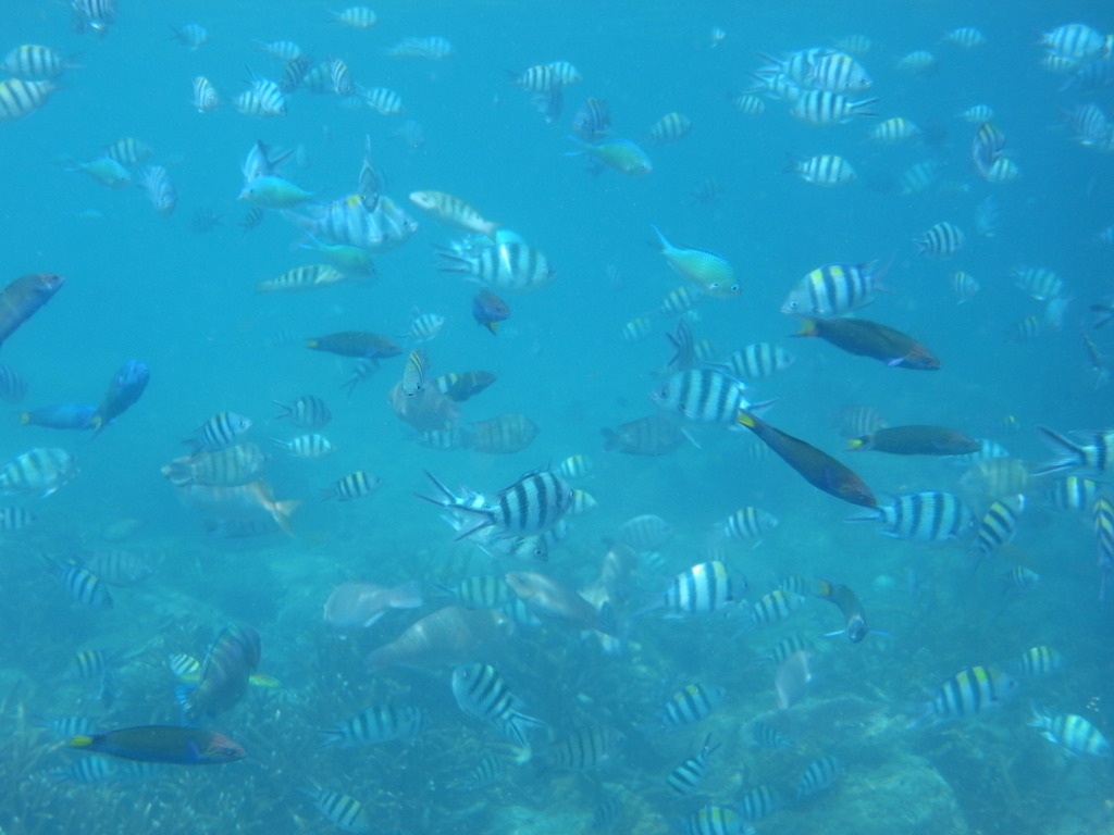 目の前は魚だらけ