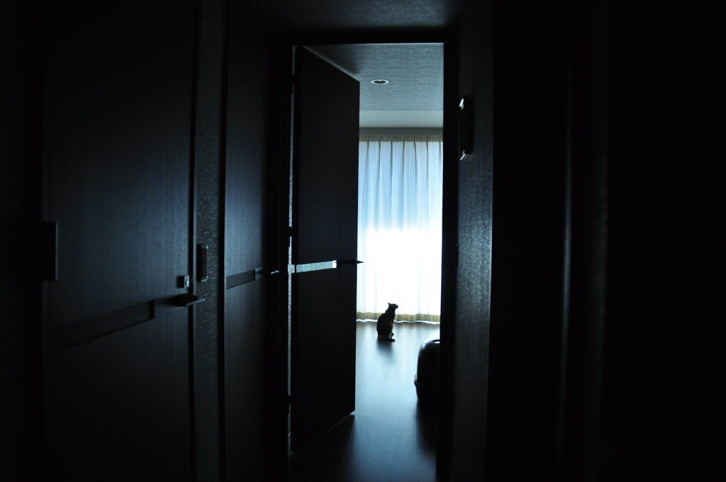 cat in living