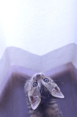 光を見上げる