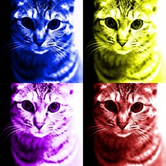 赤猫、黄猫、青猫、紫猫