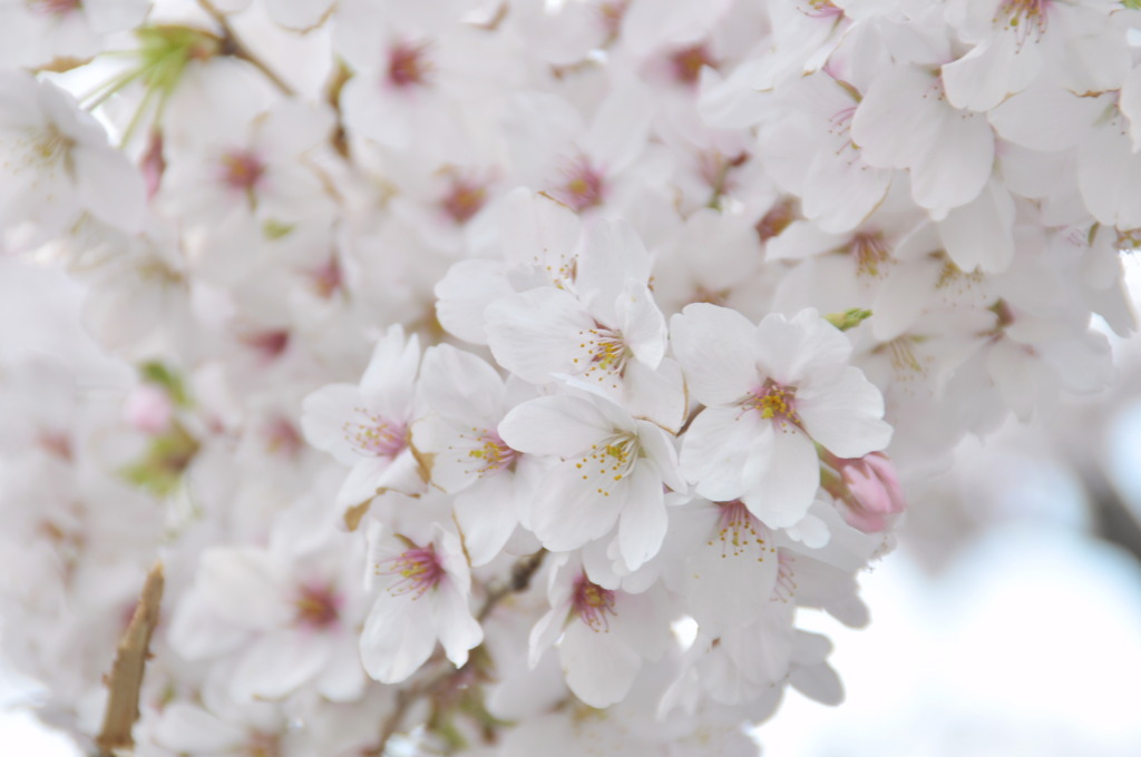 sakura