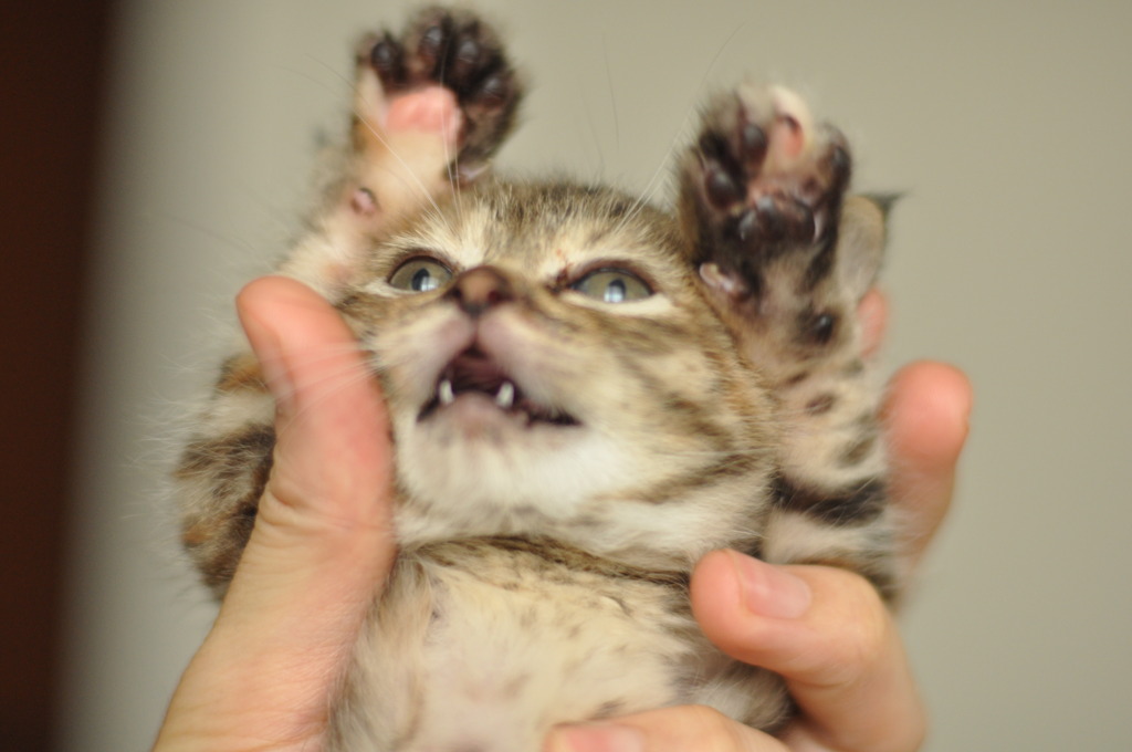 ふにゃぎゃ、ふにゃぎゃ