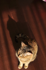 shadow