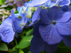 Hydrangea