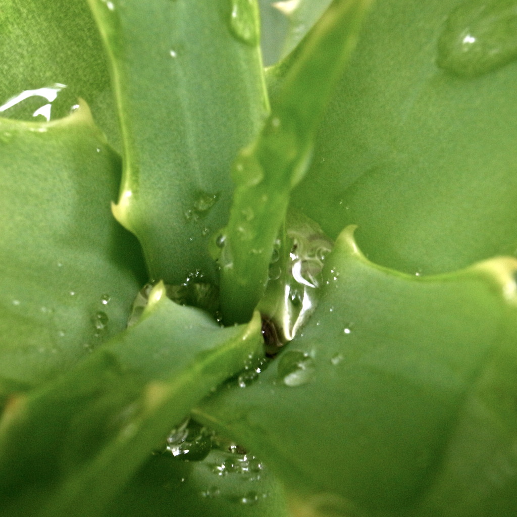 Aloe