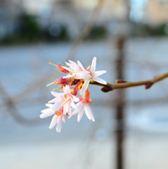 冬桜　２