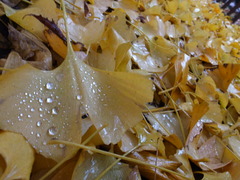 Rainy Ginkgo 2