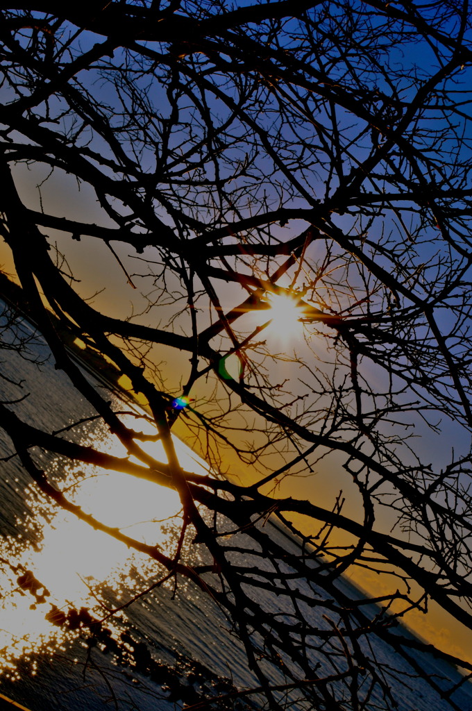 First Sunrise among Branches