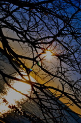 First Sunrise among Branches