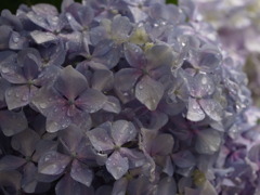 紫陽花の滴