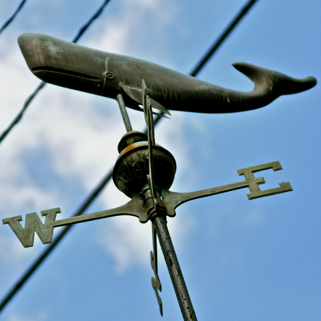 Weathercock Whale