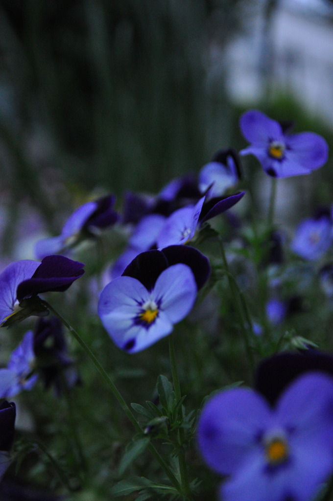 Bluish Violet