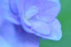 Bluish Violet