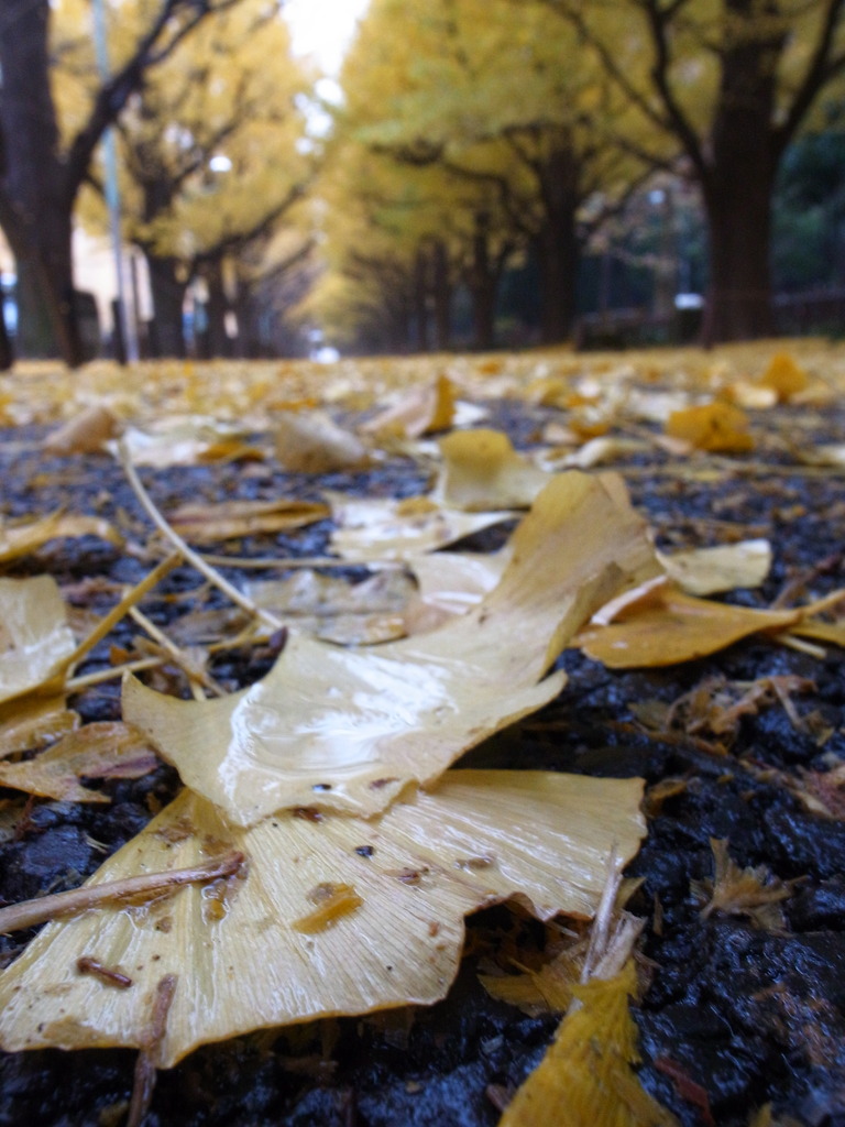 Rainy Ginkgo 1