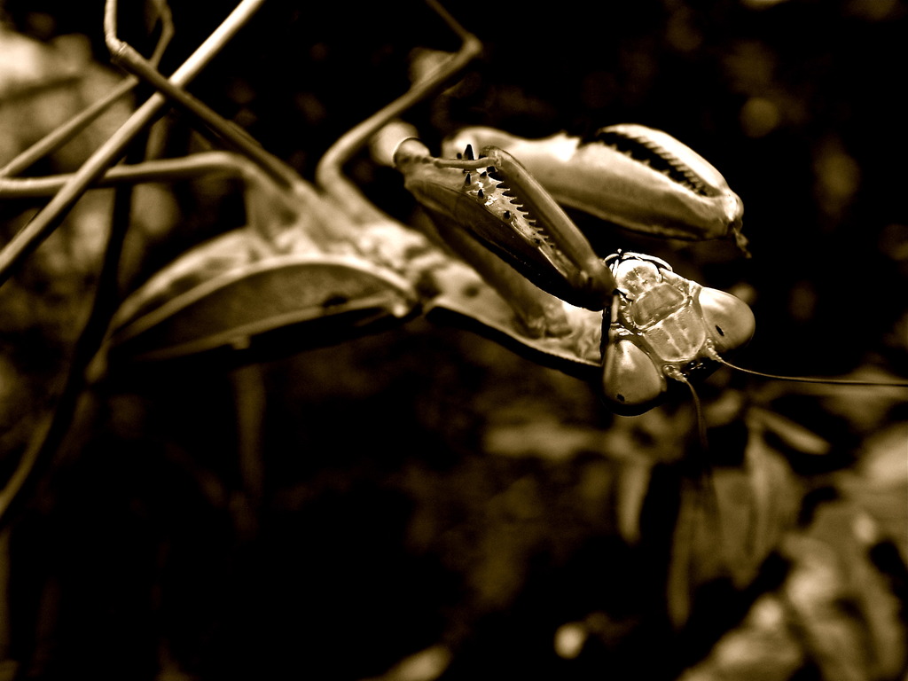 mantis 2