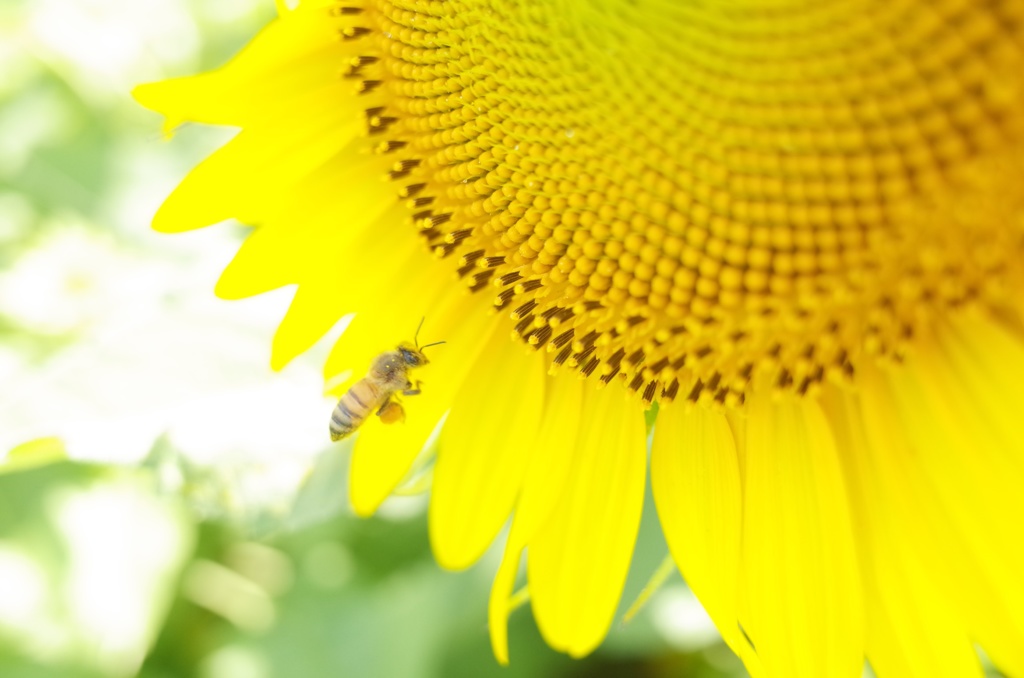 太陽からの使者