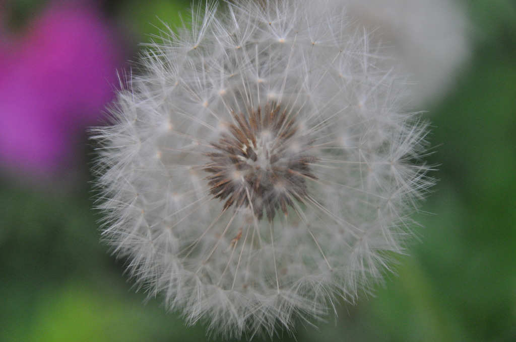 Dandelion