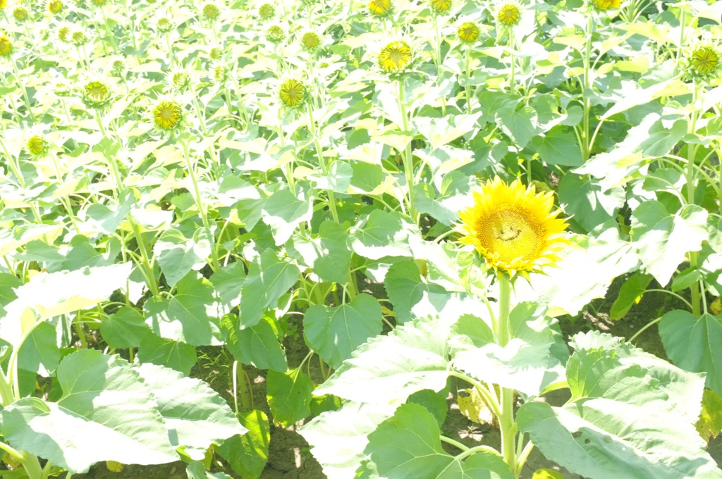 Hi , Everyone Laughing !!