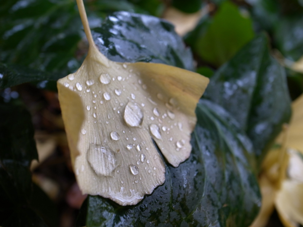 Rainy Ginkgo 3