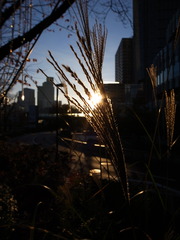 東京の夜明け３
