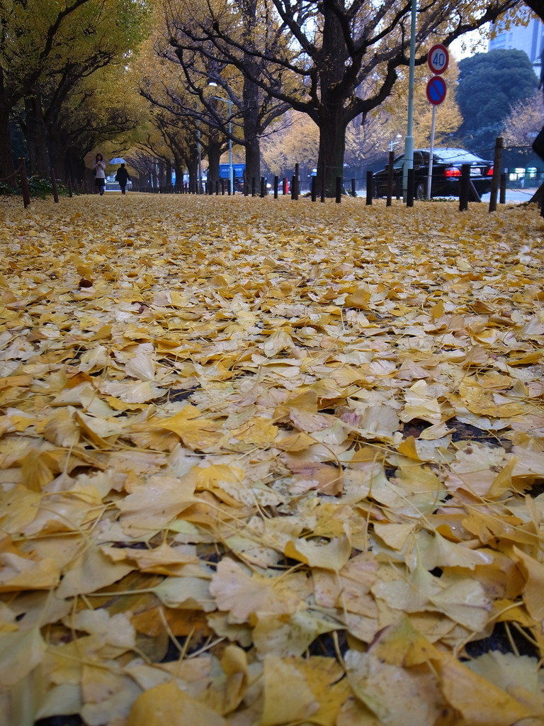 Rainy Ginkgo 4