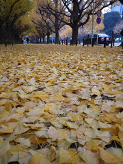 Rainy Ginkgo 4