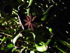 Star Anise