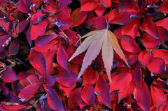Colored Leaves