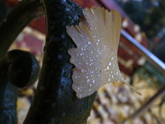 Rainy Ginkgo 4