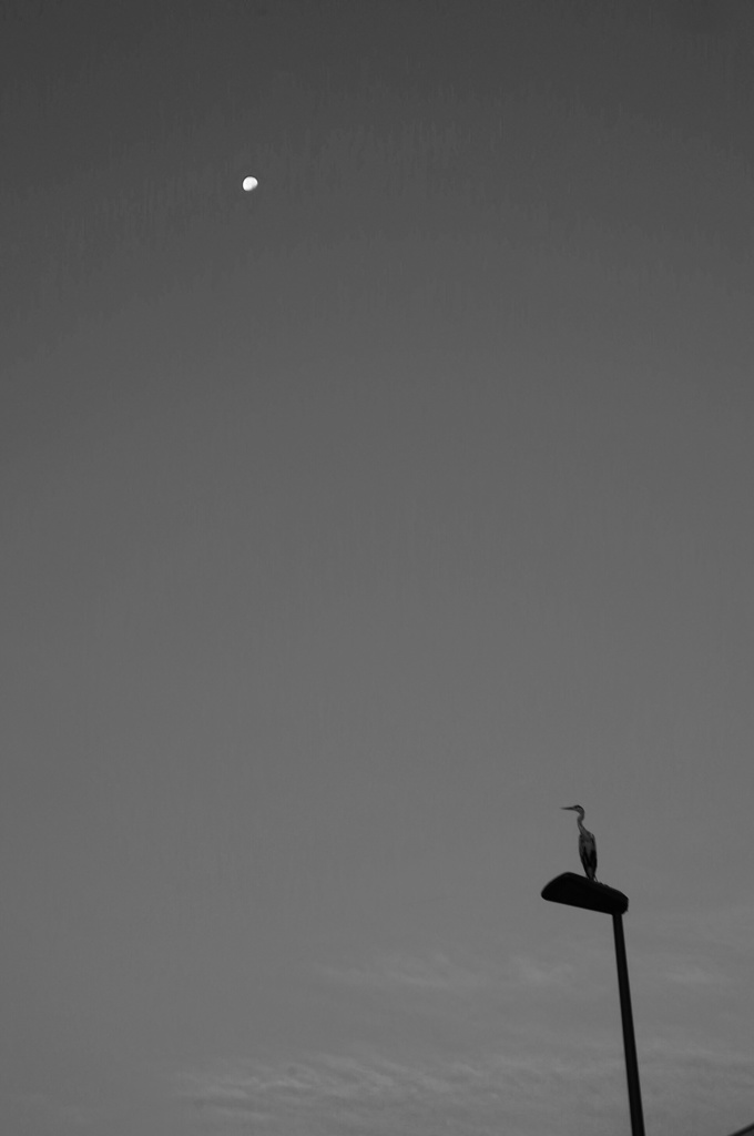 Bird Worship the Moon