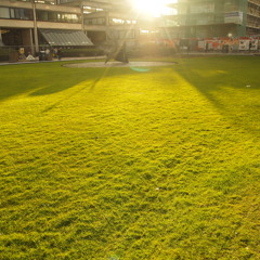 トリニティーカレッジの芝生