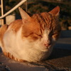 夕陽を浴びながら